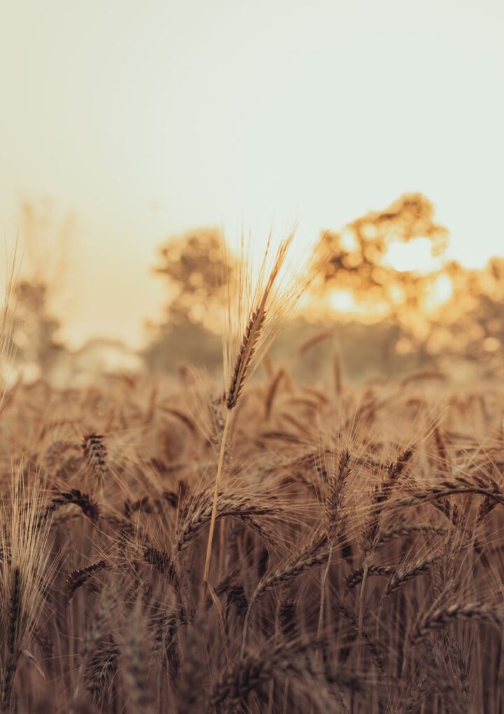 Peshwa Wheat IPO: Best Simple Guide to Key Details