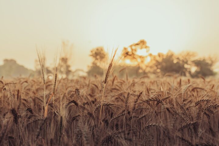 Peshwa Wheat IPO: Best Simple Guide to Key Details